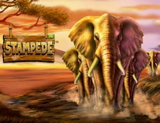 Stampede