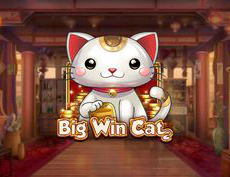 Big Win Cat